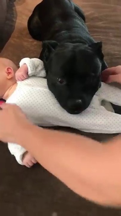 Un chien protecteur ne veut pas quitter bébé