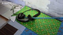 Huge python caught in shop roof eating one-metre-long monitor lizard
