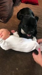 Django, le pitbull hyper protecteur, refuse de quitter bébé