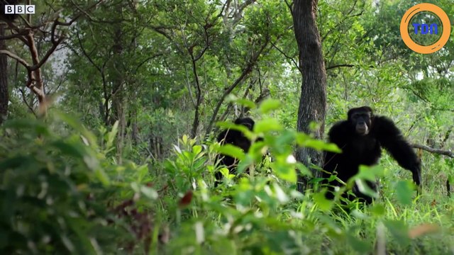 David Attenborough revient sur nos écrans avec sa nouvelle série documentaire : Dynasties !