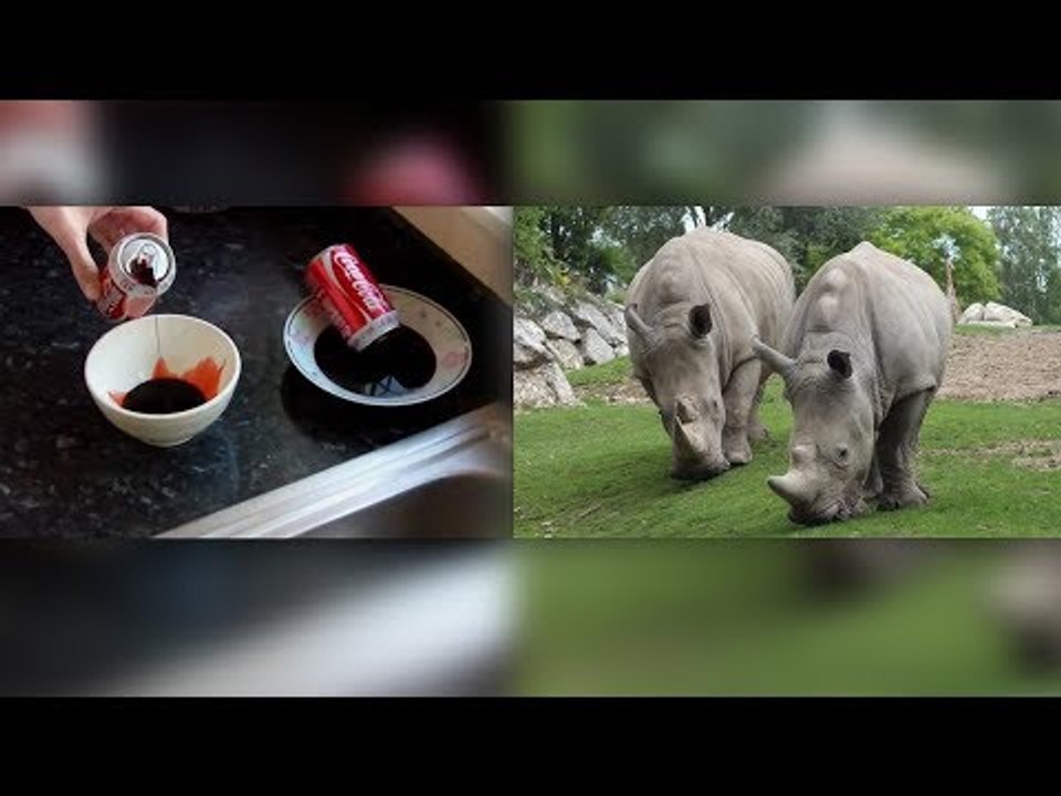 كوكا كولا والدم البشرى مادة حارقة و وحيد القرن يعالج الضعف الجنسى ٫٫ حقائق علمية صادمة