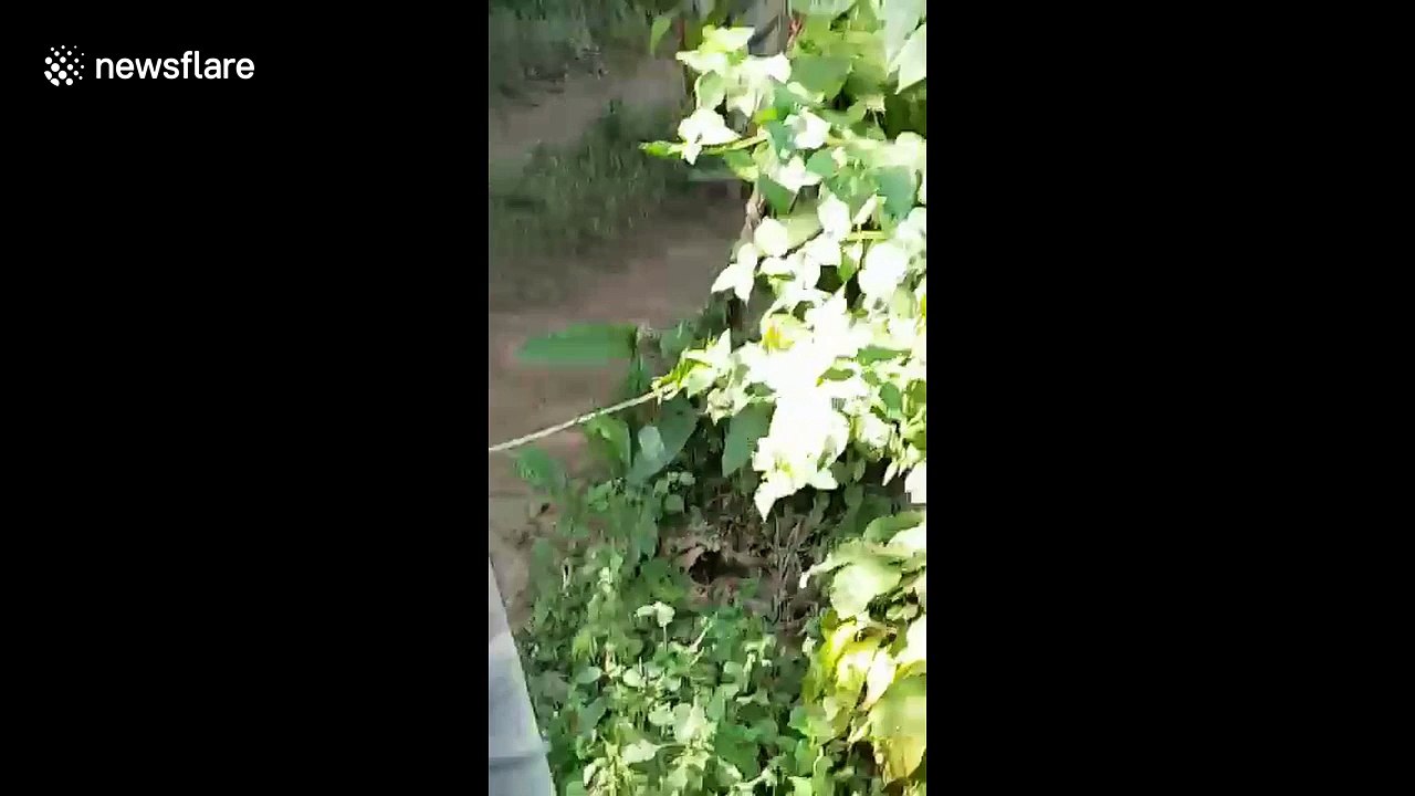 Tourists panic as fierce tiger chases their safari car