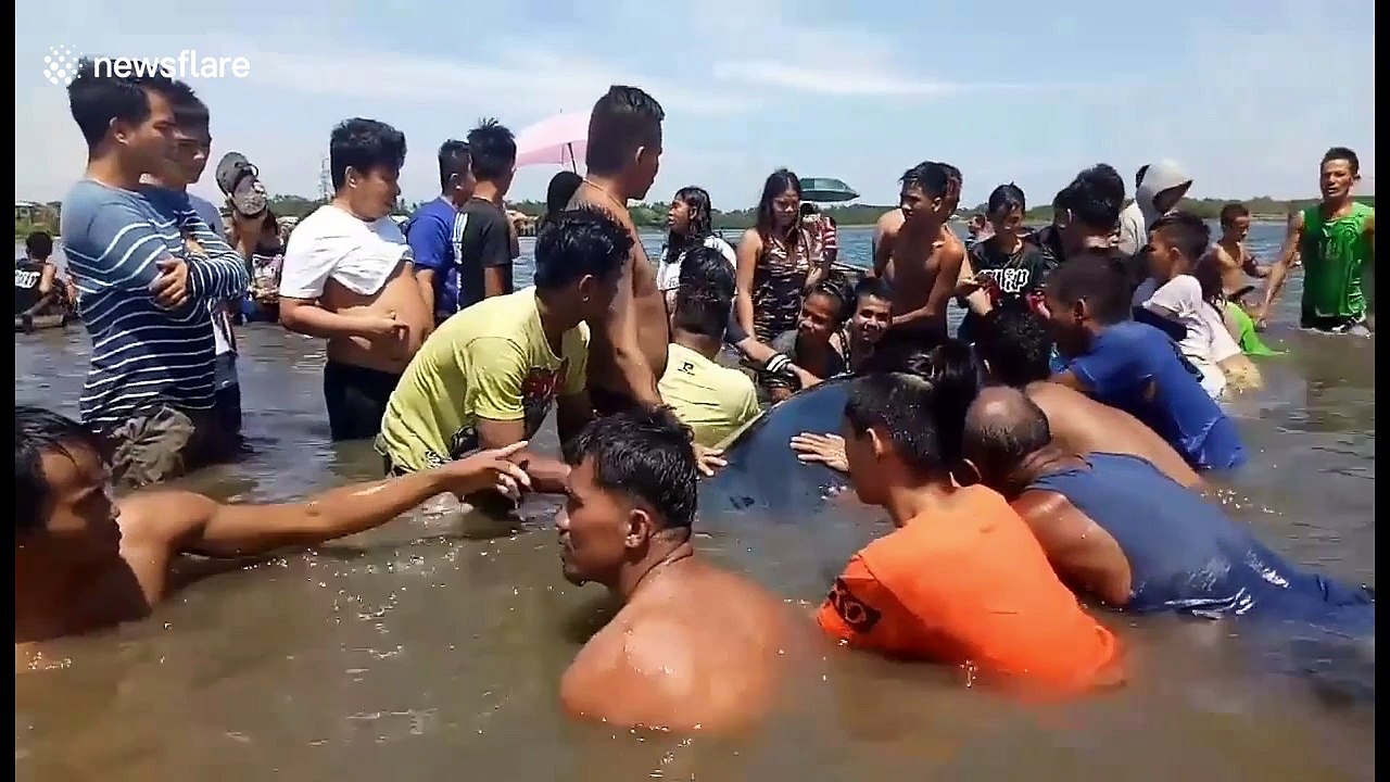 Beachgoers rescue 26ft long endangered whale stranded in shallow waters