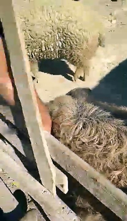 PIG Looks Like a Sheep!