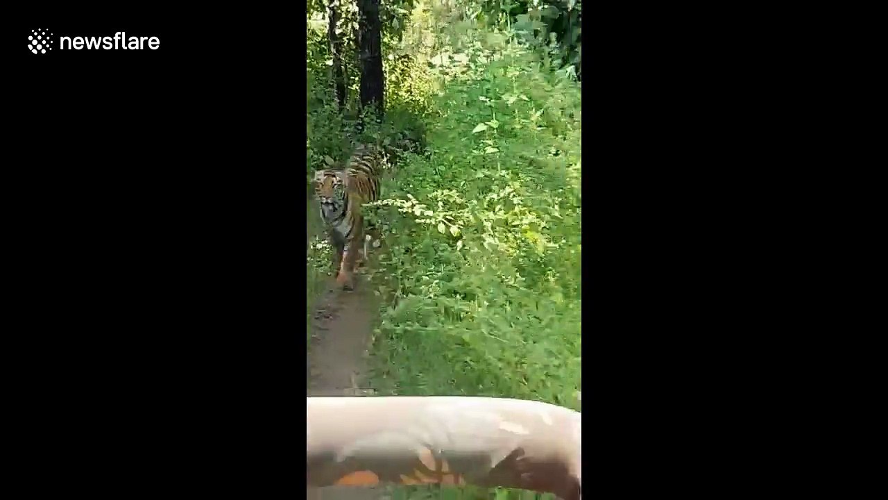 Tourists panic as fierce tiger chases their safari car