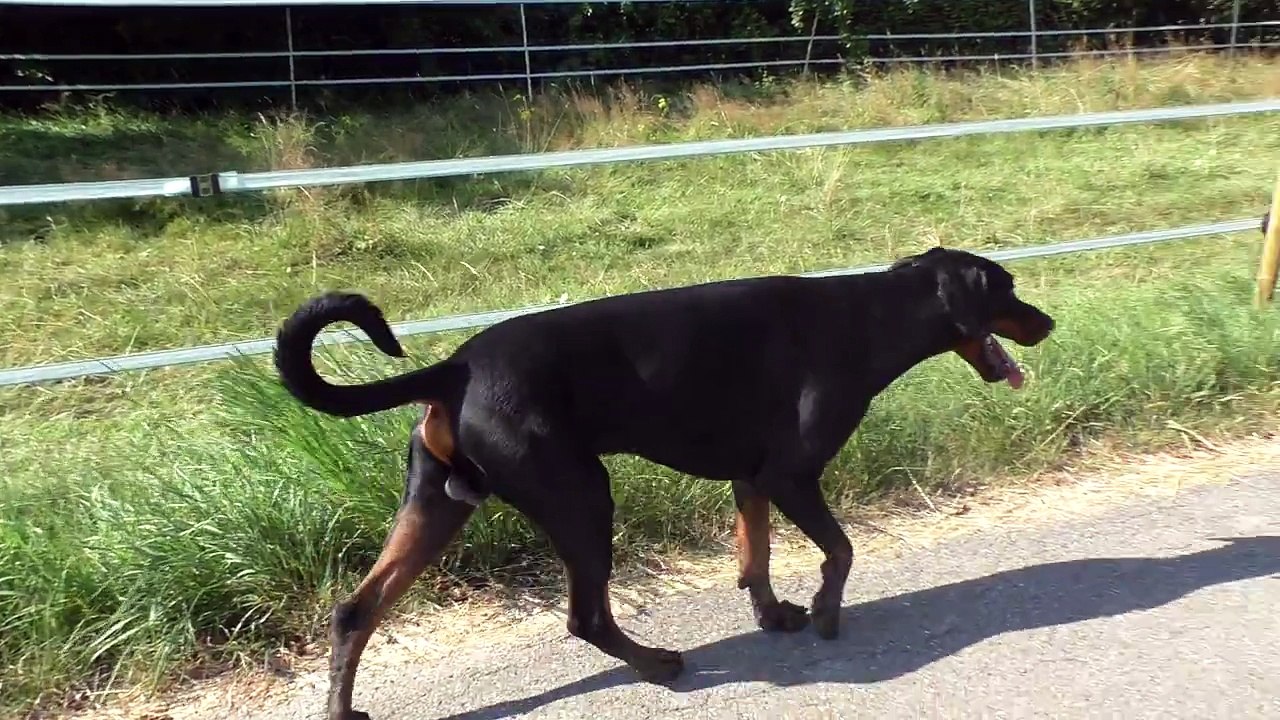 Dobermann bekommt eine gewischt