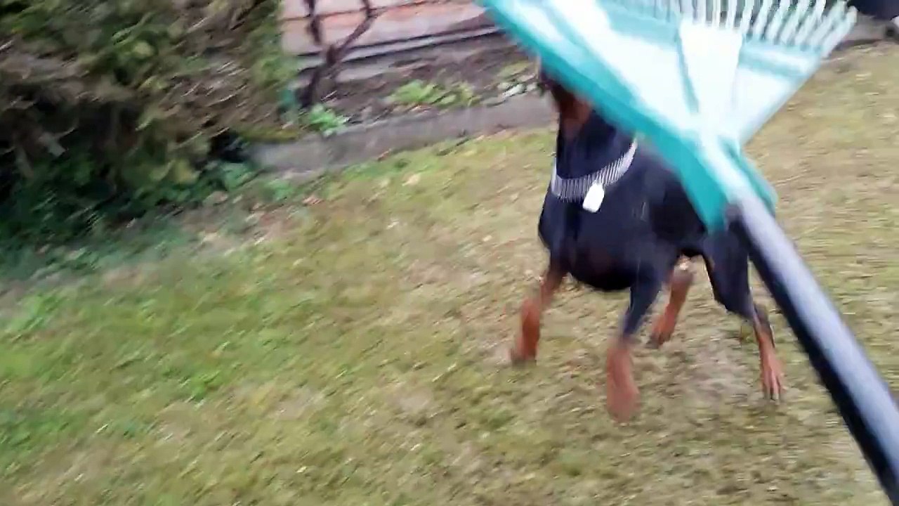 Dobermann  Der Bose Rechen