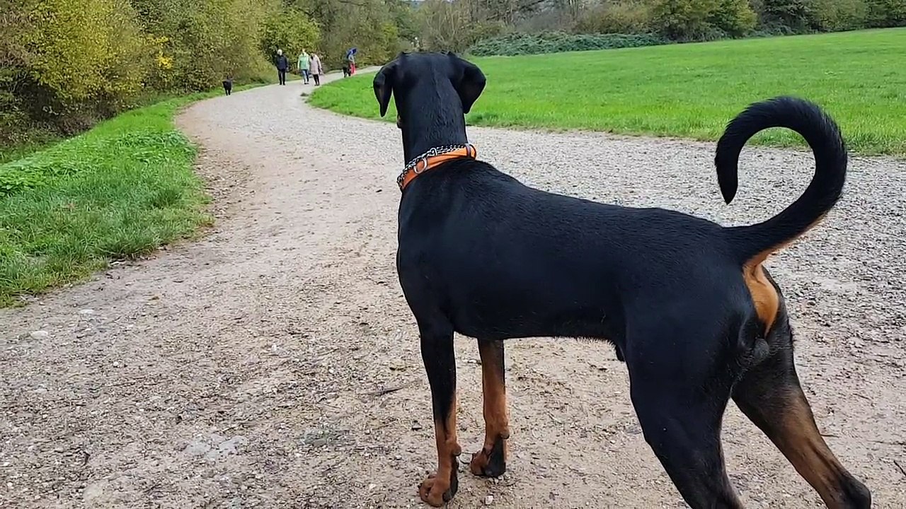 Dobermann hat Respekt vor der Deutschen Dogge