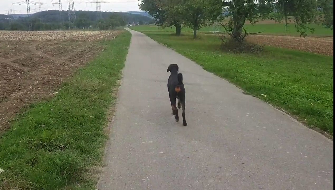 Mit dem Dobermann ins Altenheim die Oma besuchen