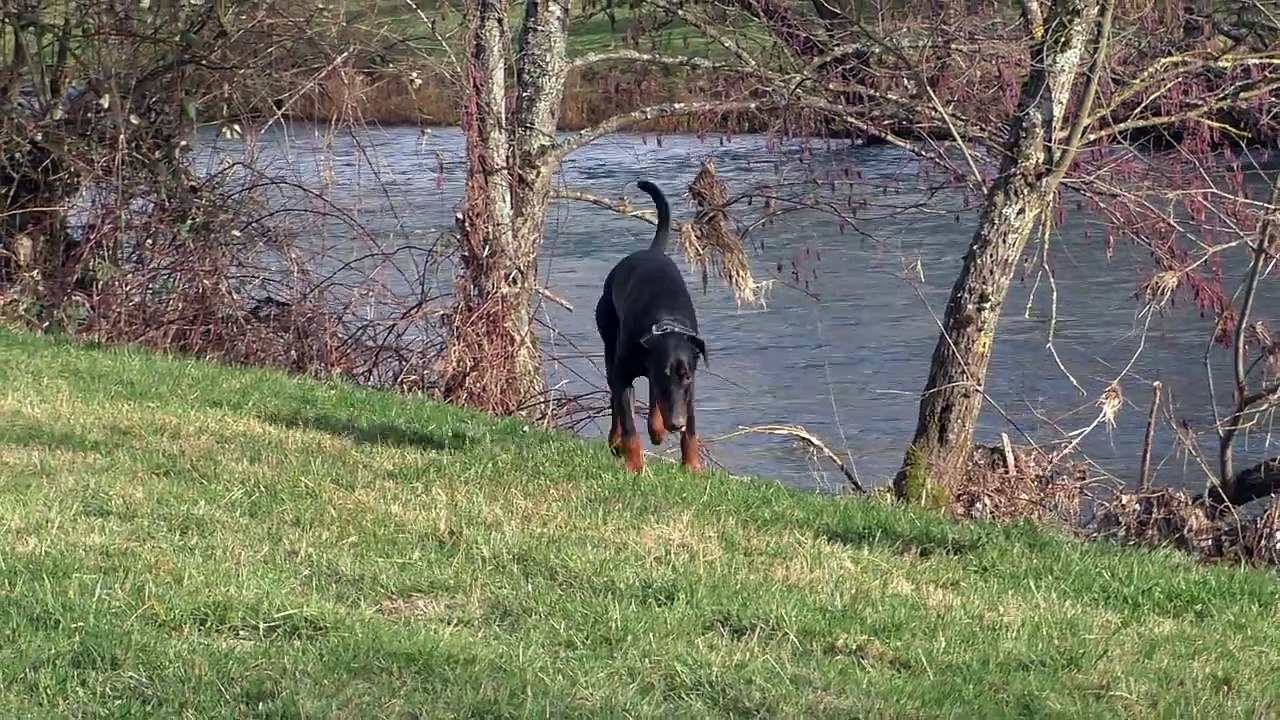 Wie lange muss mein Dobermann raus?