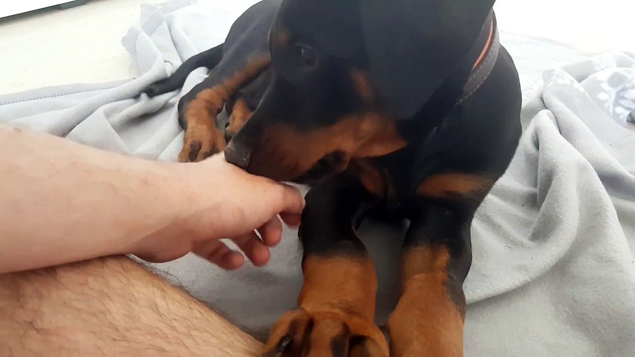 Dobermann Welpe 9 Wochen alt nicht kupiert