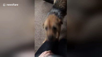 Deaf dog gets so excited when owner returns home after four weeks away