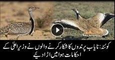 Rare birds' hunting continues in Balochistan