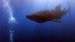 Un enorme tiburón ballena sorprende a varios buzos en La Palma