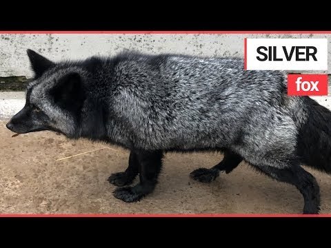 Extremely Rare SILVER FOX is Being Looked After by the RSCPA | SWNS TV