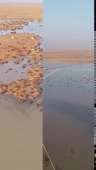 "روضة الشقوق" بالسعودية تتحول إلى بحيرة كبيرة بسبب مياه السيول