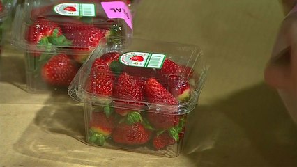 호주 '바늘딸기' 용의자는 전직 딸기농장 직원 / YTN