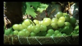 THE HARVEST & PRESSING OF OLIVES