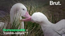Interview avec Fleur Daugey sur l'homosexualité chez les animaux