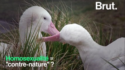 Interview avec Fleur Daugey sur l'homosexualité chez les animaux