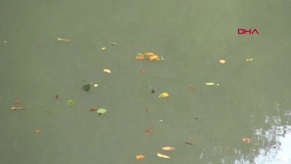 Samsun 'Saklı Cennet'te Sohbahar Güzelliği