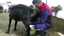 Hibe ile keçi sütü üretim çiftliği kurdu