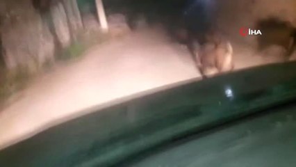 Domuzlar Sürüler Halinde Mahalleye Daldı