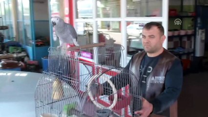 Miyavlayan papağan ilgi görüyor - TOKAT