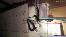 Python Caught While Eating Monitor Lizard