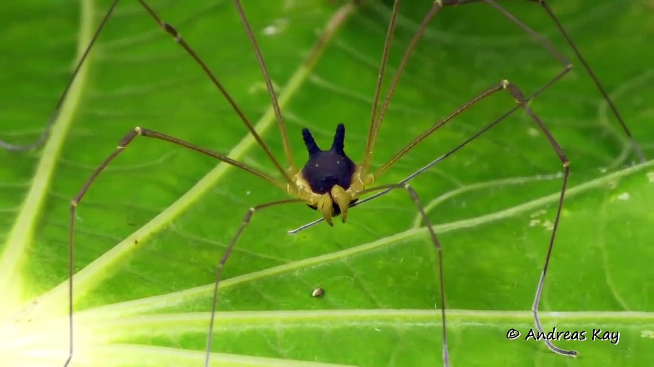 Aranha com rosto de cachorro