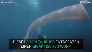 Taucher entdecken 8 Meter langen Wurm