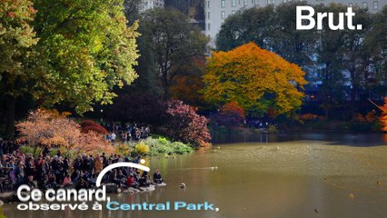 Un canard mandarin à New York