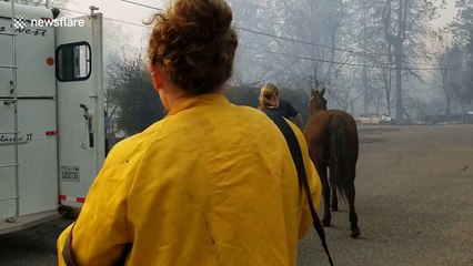 Horse rescued from deadly Californian Camp Fire