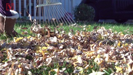 Why You Don’t Need to Rake Your Leaves