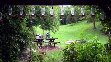 Hummingbird Feeder Frenzy