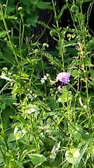 mondo animale EP 239