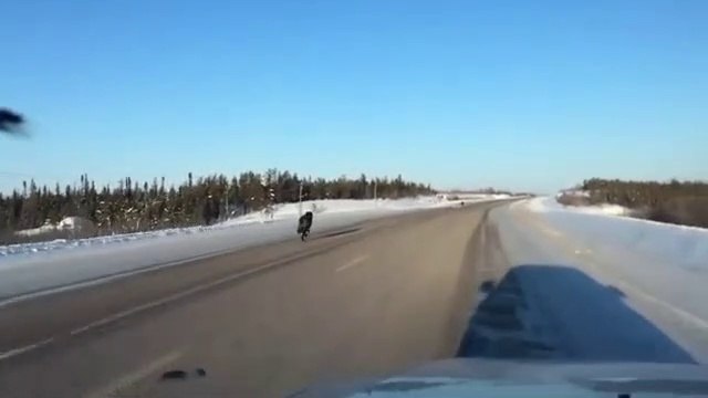 Elle croise des loups en allant au travail... Sympa