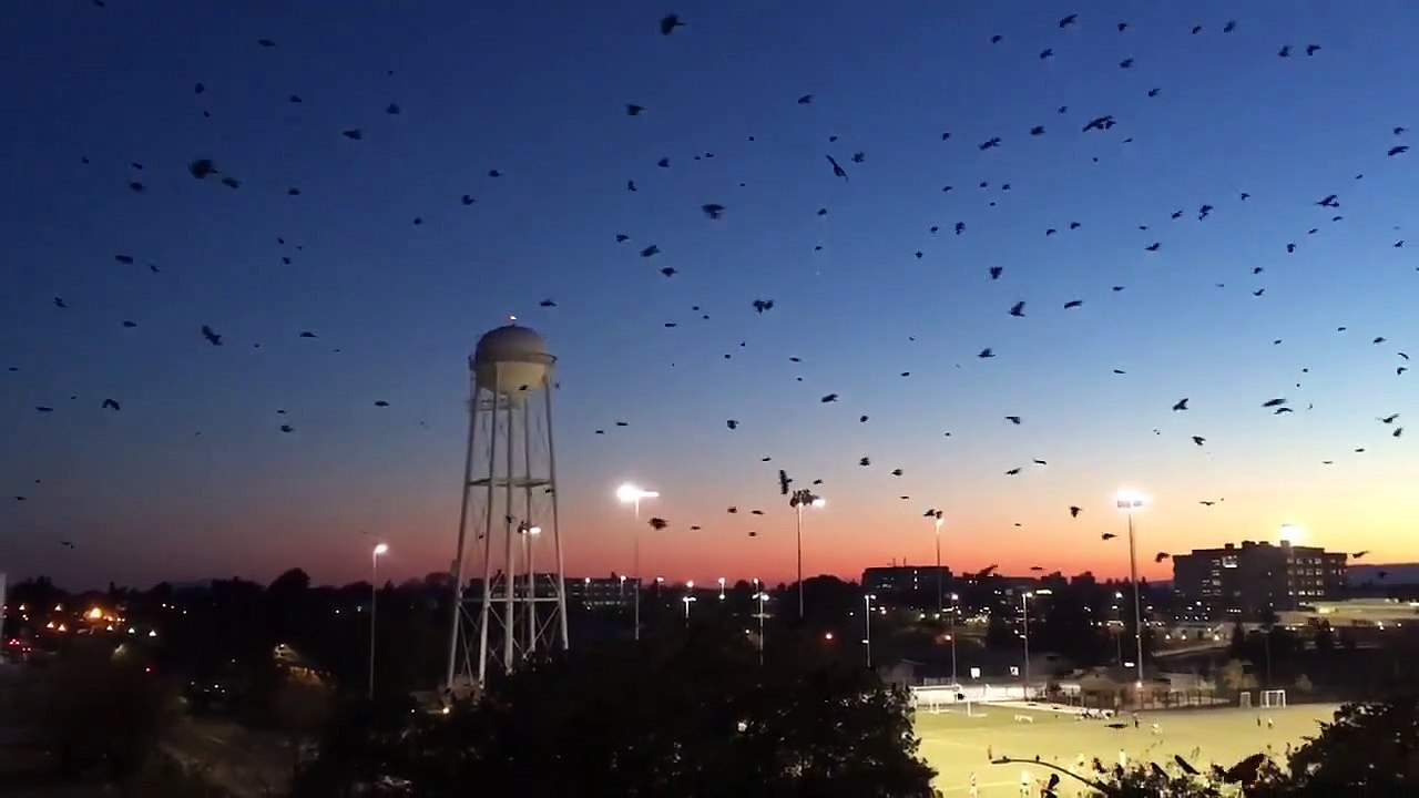 Des milliers de corbeaux envahissent le ciel de cette ville