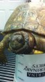 Cette pauvre tortue a des centaines d'asticots dans le cou