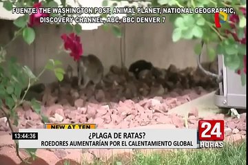 ‘Explosión’ de ratas ocurriría en ciudades por calentamiento global
