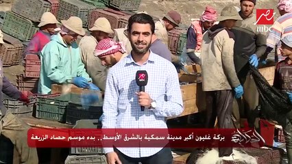 #الحكاية | أولى مشاهد بدء حصاد "الزريعة" ببركة غليون أكبر مزرعة سمكية في الشرق الأوسط