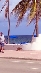Man Walks Pet Raccoon