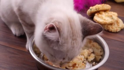 3-Ingredient Salmon Treats Your Cat Will Love!