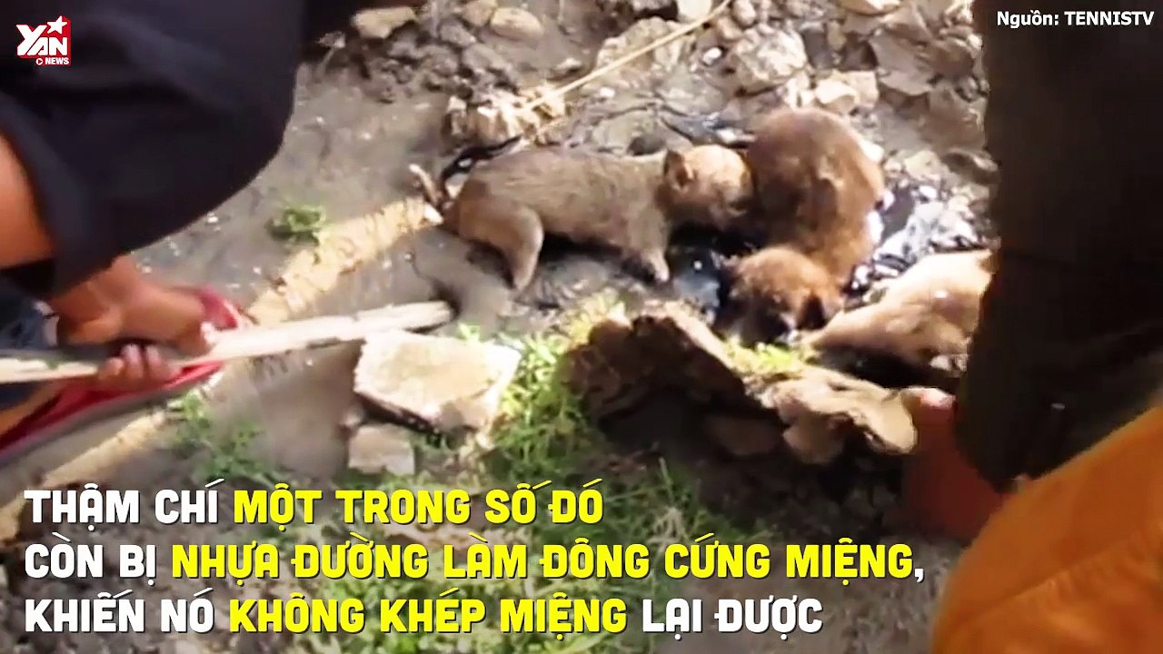 Save da "Boss": tiếng kêu gào tuyệt vọng từ "hung thần" hắc ín