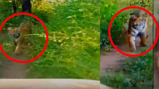 Maharashtra Tadoba National Park में जब Tiger ने Tourists को दौड़ाया, Watch Video | वनइंडिया हिंदी