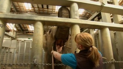 Zoo animals get desensitised to treatment methods for stress-free medicals