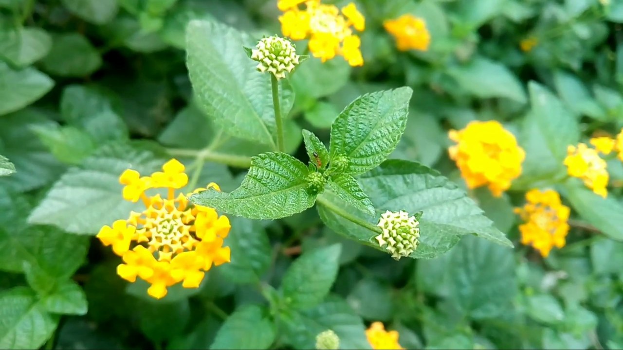 Micromax Q4310 camera _movie_camera_ test _ camera review _camera quality test ( 1080 X 1920 )