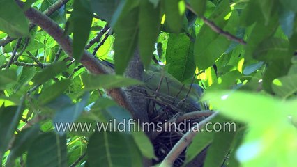 Yellow-legged Green Pigeon or Treron phoenicoptera in Delhi