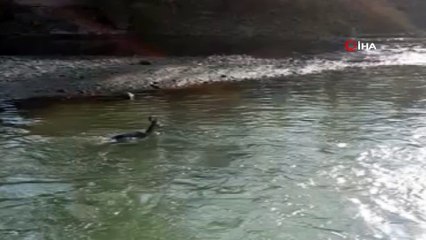 Avcılardan kaçan yavru dağ keçisi düştüğü çayda sürüklendi
