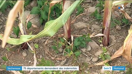 Sécheresse : tous les agriculteurs concernés ne seront pas indemnisés